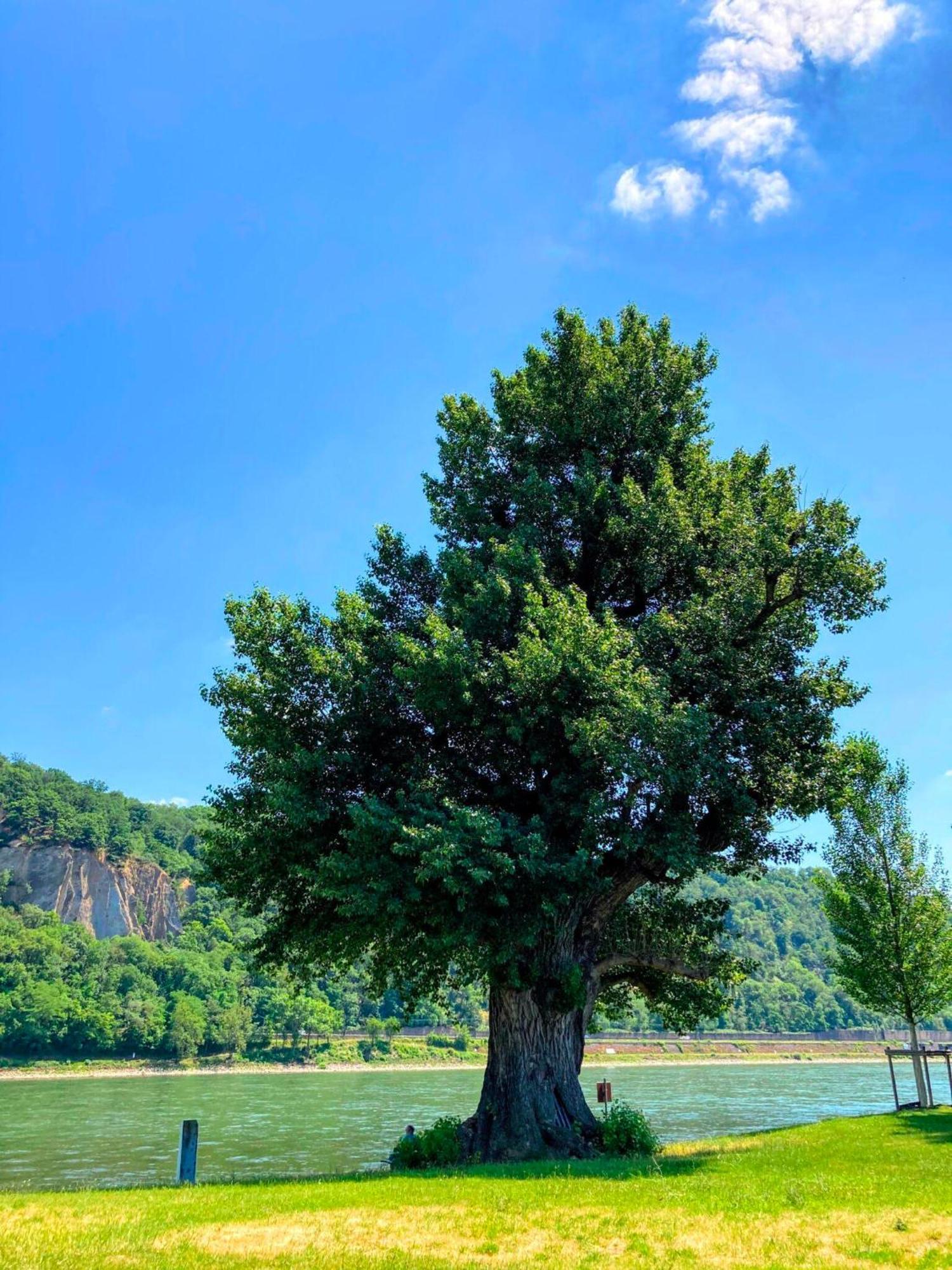 코블렌츠 Gemuetliche Rheinblick Residenz 아파트 외부 사진